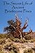 The Secret Life of Ancient Bristlecone Pines