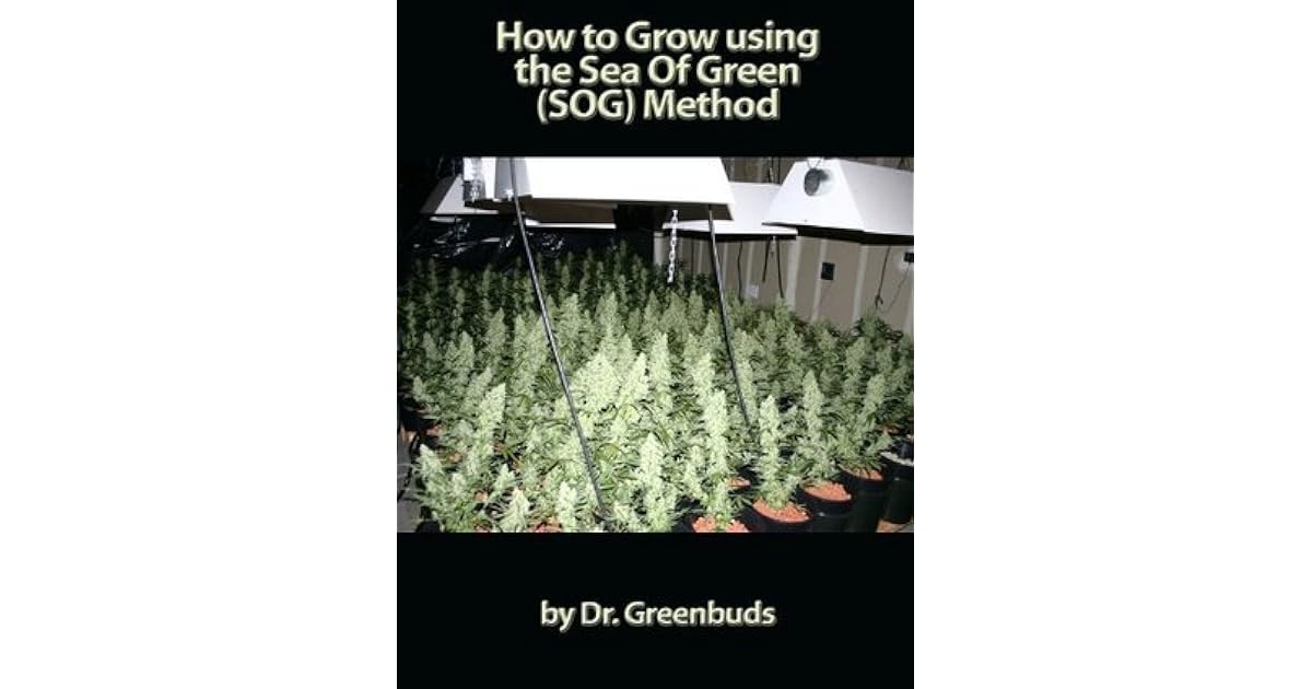 How to Grow using the Sea Of Green (SOG) Method Start growing like the