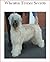 Wheaten Terrier Secrets: How to Raise Happy and Healthy Wheaten Terriers
