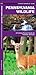 Pennsylvania Wildlife (Nature Observation North America)