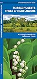 Massachusetts Trees & Wildflowers: A Folding Pocket Guide to Familiar Plants (Nature Observation North America)