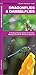Dragonflies & Damselflies (Nature Observation North America)
