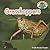 Grasshoppers (Backyard Safari)