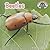 Beetles (Backyard Safari)