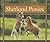 Shetland Ponies (Majestic Horses)