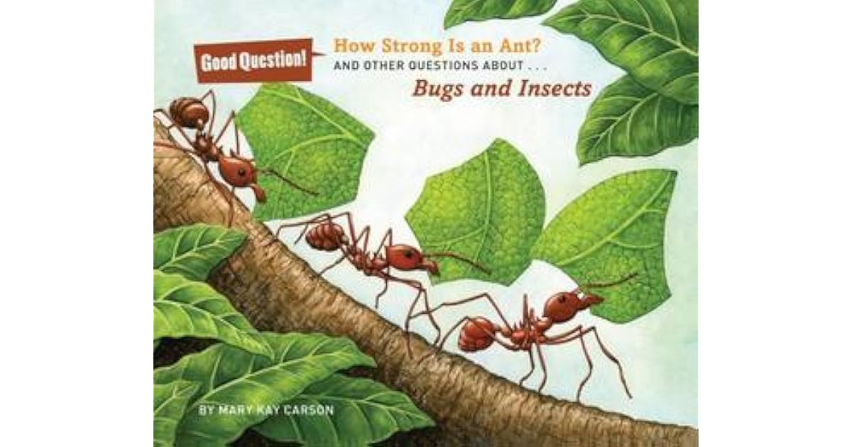 How Strong Is An Ant How Strong Is An Ant