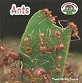 Ants