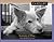 Pawfiles: Portraits of Dogs...
