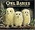 Owl Babies Big Book