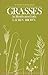 Grasses by Lauren  Brown
