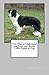 How to Understand and Train your Border Collie Puppy or Dog