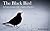 The Black Bird: A Conversat...