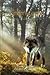 Timber's Gambit by Alisha M.  Risen-Kent