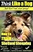 Shetland Sheepdog, Shetland Sheepdog Training AAA AKC: Think Like a Dog, But Don’t Eat Your Poop! | Shetland Sheepdog Breed Expert Training |: Here's EXACTLY How To Train Your Shetland Sheepdog