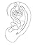 AURICULAR: Ear Acupuncture ...