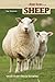 Sheep: Small Scale Sheep Keeping (Hobby Farm)