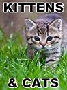 Kittens And Cats