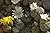 Lithops - Flowering Stones
