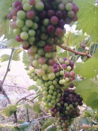 Growing grapes under glass (Kindle Edition)