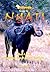 African Hunter Guide to Nyati - The Art of Hunting the African Buffalo