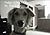 Fudge: A Dogs Life
