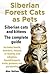 Siberian Forest Cats as Pets. Siberian cats and kittens - Complete Guide. Includes health, breeders, rescue, re-homing and adoption, hypoallergenic traits, pictures and personality.
