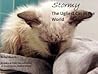 Stormy : The Ugliest Cat in the World