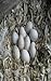 Duck Egg Production for Beg...
