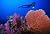 Sharks, Marine Life and Words