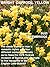 BRIGHT DAFFODIL YELLOW - Volume 2 of The Coming of Age Trilogy (JIGSAW)