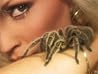 Spider's Bite Spider's Bite