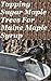 Tapping Sugar Maple Trees For Maine Maple Syrup