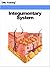 Integumentary System by IML Training