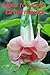 How to grow Brugmansia by tony messenger