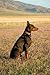 Dobermans from my point of view