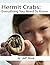 Hermit Crabs: Everything You Need To Know