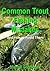 Common Trout Fishing Mistak...