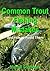 Common Trout Fishing Mistakes and How to Avoid Them by Michael Courtman