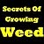 Secrets Of Growing Weed: How to Grow Weed Indoors! Discover The Untold Secrets of How to Grow Cannabis, or in Other Words, How To Grow Marijuana at Home!