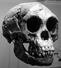 Homo Floresiensis (The "Hobbits" of Flores Island) in 999 Words: What Every Human Should Know