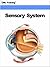 Sensory System (Human Body ...