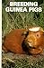 Breeding Guinea Pigs