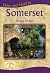 Drive and Stroll in Somerset