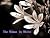 The Woman in White by Wilkie Collins