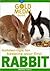 Golden Tips for Keeping Your First Rabbit