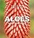 Aloes in Southern Africa
