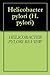 Helicobacter pylori (H. pylori)