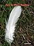 Ode to White Feather