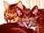 Furr & Purr