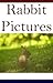Rabbit pictures